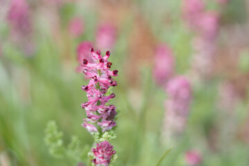 beautiful macro photo of a Fumaria densiflora