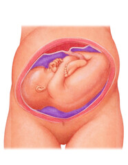 Baby position for labour and birth transverse