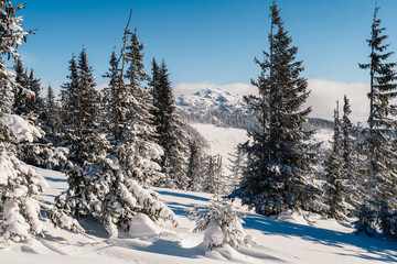 Alpine mountains landscape with white snow and blue sky. Sunset winter in nature. Frosty trees under warm sunlight.  Hiking winter to kralova hola, low tatras slovakia landscape © Zedspider