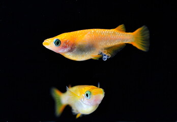Medaka Yellow Lame 
