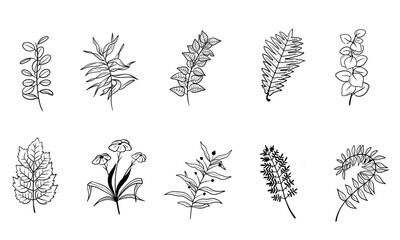 vector set of botanical leaf doodle wildflower line art isolate on white background	
