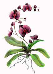 tropical orchid in watercolor and colored pencils