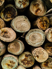 Beautiful texture of tree logs.