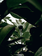 A small green malta.