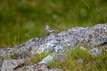 A New Zealand Pipit in New Zealand