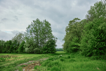Fototapeta na wymiar forest landscape in spring in rainy weather