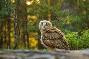 Young Siberian eagle owl (Bubo bubo sibiricus) in a pine forest at sunrise.