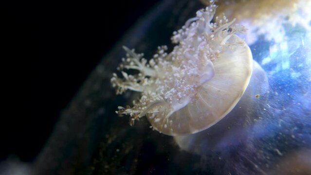 Cassiopea andromeda Upside-down jellyfish is a type of jellyfish that usually lives in intertidal sand or mud flats, shallow lagoons, and around mangroves. on the sand in Aqaba gulf