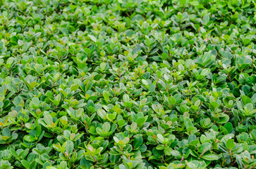 Natural background, backdrop, green shrub with small leaves. Natural hedge, dense wall-like shrub