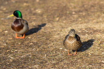 two ducks on sunny day