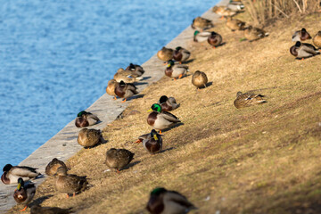 Fototapeta na wymiar flock of ducks on the river bank