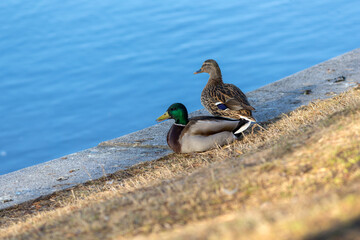 two ducks on the river bank