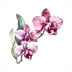 Orchid flower isolated in white background. watercolor vector for wedding invitation, printing, sublimation, mug, tshirt, tumbler