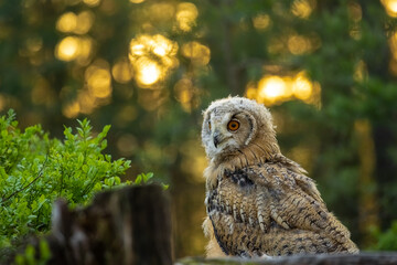 Young Siberian eagle owl (Bubo bubo sibiricus) in a pine forest at sunrise.