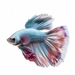 Fototapeta premium Vivid colour betta in white background. Generative AI