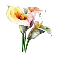 Calla lily flower isolated in white background. watercolor vector for wedding invitation, printing, sublimation, mug, tshirt, tumbler
