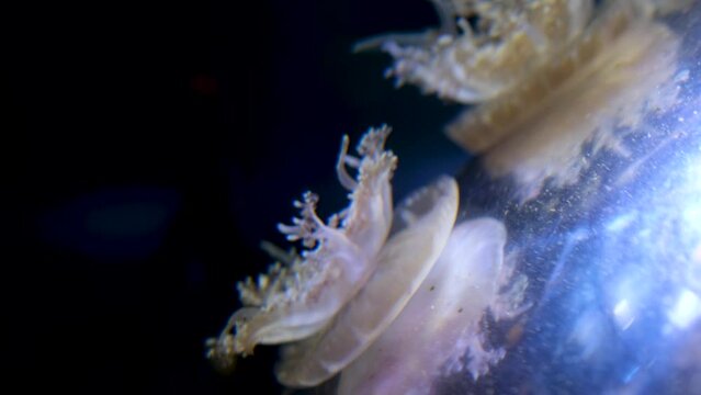 upside down jellyfish swimming in aquarium tank water with tentacles. Vancouver Aquarium, BC, Canada High quality 4k footage