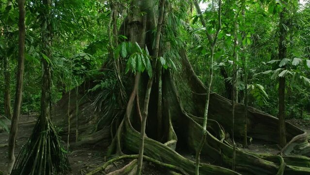Aerial is in the middle of the Rainforest in fron of a huge Tree flying sideways.