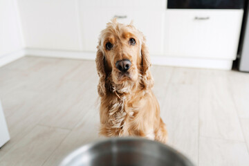English cocker spaniel dog waiting for food