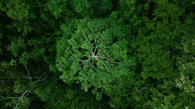 Aerial ascending counter clockwise over Rainforest of Peru.