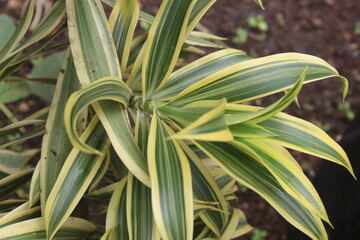 Dracaena reflexa is an ornamental plant, a type of suji plant originating from the Indian Ocean.