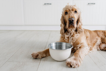English cocker spaniel dog eating food from bowl on the floot in the kitchen home