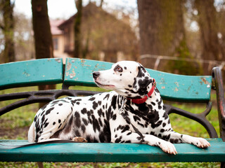 A beautiful Dalmatian dog is lying on a bench against the background of a green park. The dog is eight years old, he looks to the side. The photo is blurred