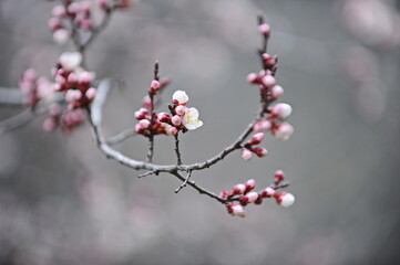 Pink flower petals bloom on the branches of a tree in a city park.