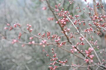 Pink flower petals bloom on the branches of a tree in a city park.