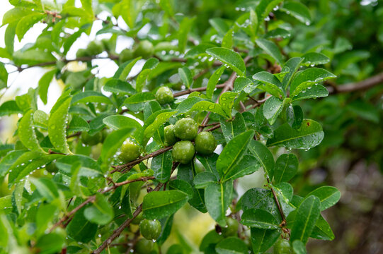 cerbera manghas fruit. cerbera manghas fruit with water drops. cerbera manghas fruit