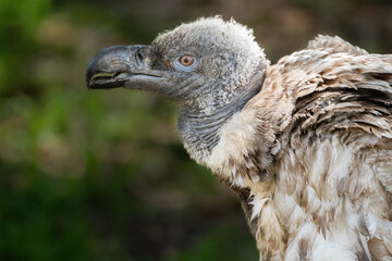 A Portrait of a Cape Vulture Chick