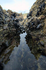Mussels and barnacles above a tidepool