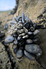 Cluster of barnacles and mussels on a rock