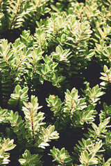 Close up photo of the bush with green plants