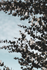 Beatiful photo of green Eucalyptus in the sunrise