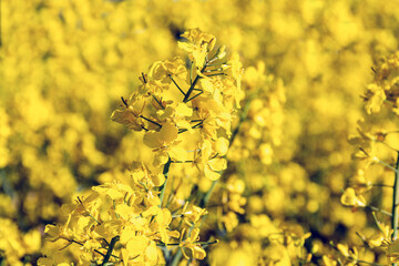 Beautiful yellow blooming rapeseed flowers close up.