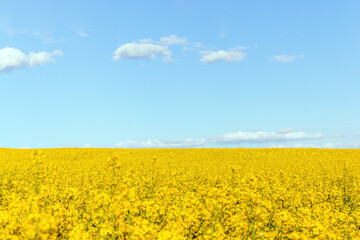 Obraz premium Canola field, yellow flowers and blue sky.