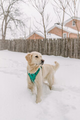 Young Cream Golden Retriever Playing in the Winter Snow