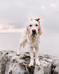 Young Golden Retriever Wearing Christmas Outfit by Lake