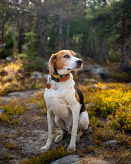 Senior American Foxhound Hiking in Colorado Forest