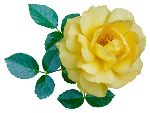 The color of the rose petals are yellow. Julia Child. The beautiful flower bloom and the green leaves are isolated.