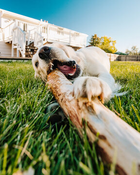 English Cream Golden Retriever Chewing Stick in Yard on Sunny Day