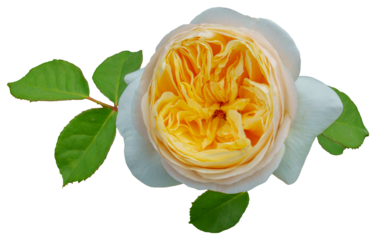 The color of the rose petals are yellow and white. Juliet. The beautiful flower bloom and the green leaves are isolated.