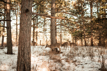 Herd of Deer In Northern Illinois in a Snowy Forest of Pine Trees