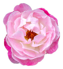 The color of the rose petals is pink and white. Margo's Sister. Beautiful flower bloom is isolated.