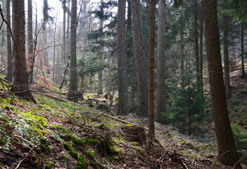 Forest in the Mountains Deister, Barsinghausen, Lower Saxony