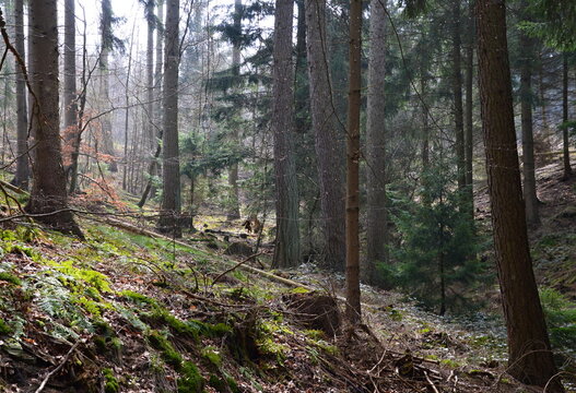 Forest in the Mountains Deister, Barsinghausen, Lower Saxony © Ulf