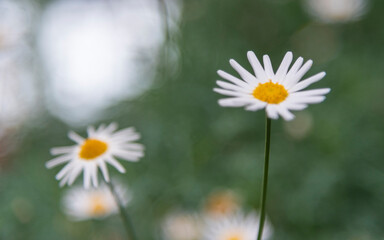 Obraz premium Unfocused - lovely white daisy flower on the natural garden background. Shallow depth of field. 