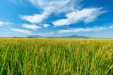 【新潟県】越後平野の水田と弥彦山・角田山。収穫間近の稲穂