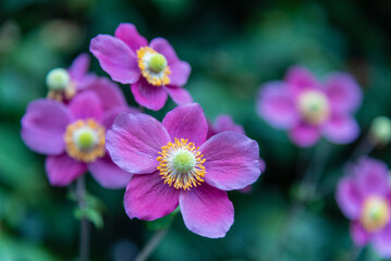 Japanese anemone flower on the natural garden background. 
